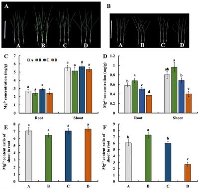 Mapping QTLs and gene validation studies for Mg2+ uptake and translocation using a MAGIC population in rice